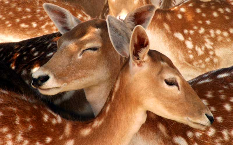 Animal Symbolism: Deer Meaning on 