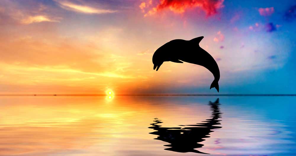 dolphin meaning and dolphin symbolic meaning