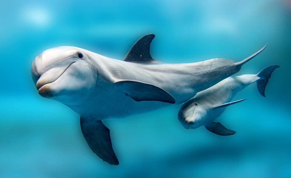 dolphin meaning and dolphin symbolic meaning