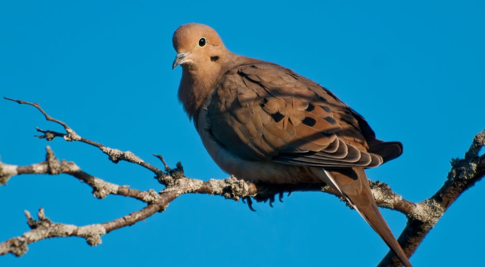 dove symbolism dove meaning