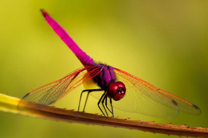 dragonfly meaning
