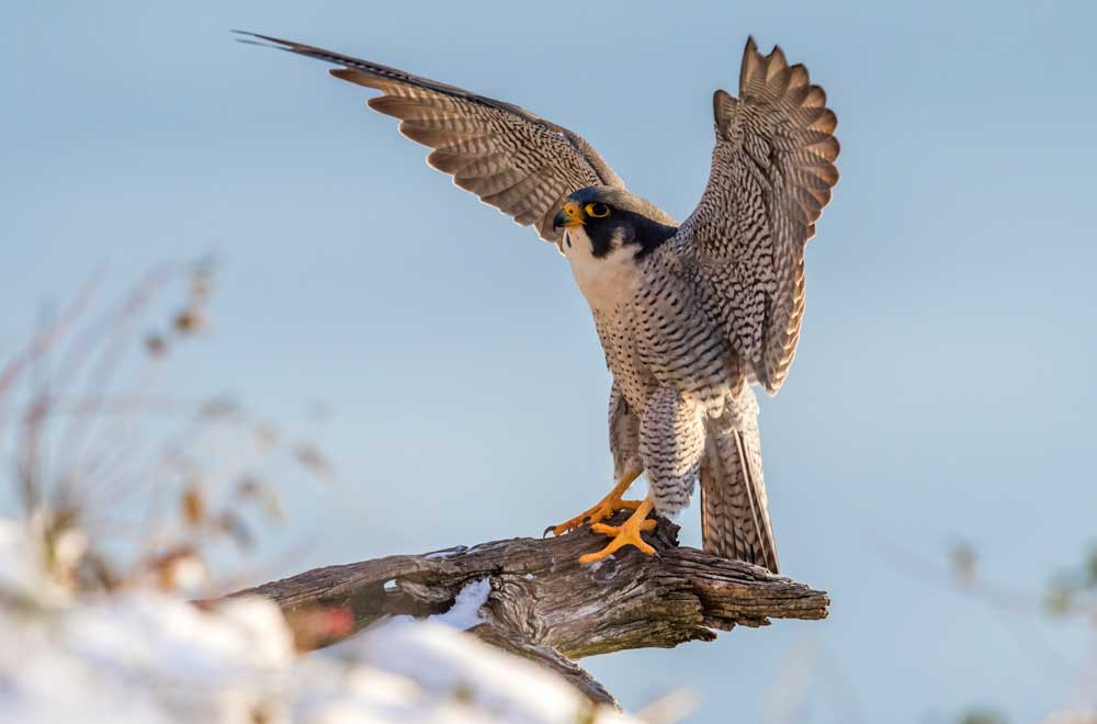 falcon animal totem meaning