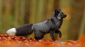 therian whats vulpes totem mutation