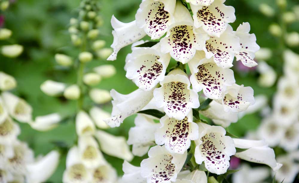 flower meanings of the foxglove