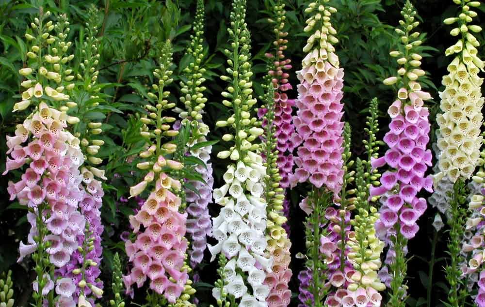 flower meanings of the foxglove