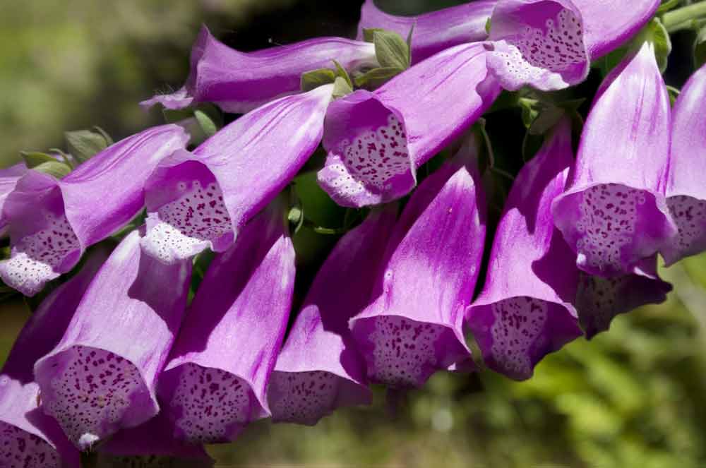 flower meanings of the foxglove