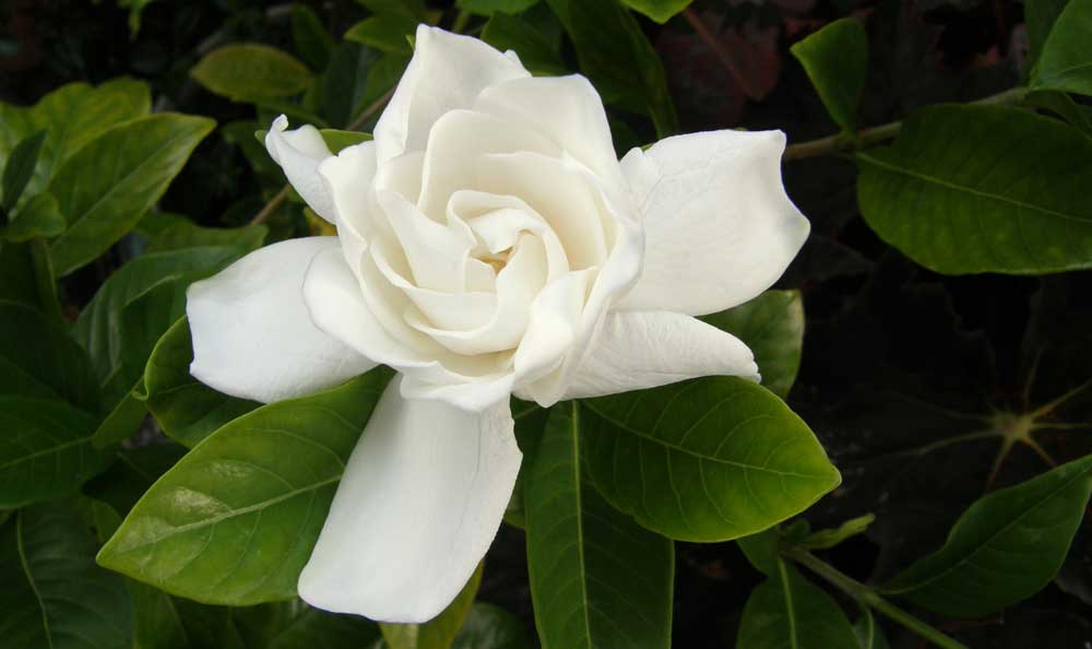 flower meanings and gardenia meaning