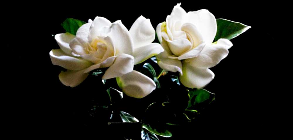 flower meanings and gardenia meaning