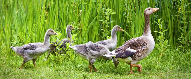 symbolic goose meaning and meaning of geese