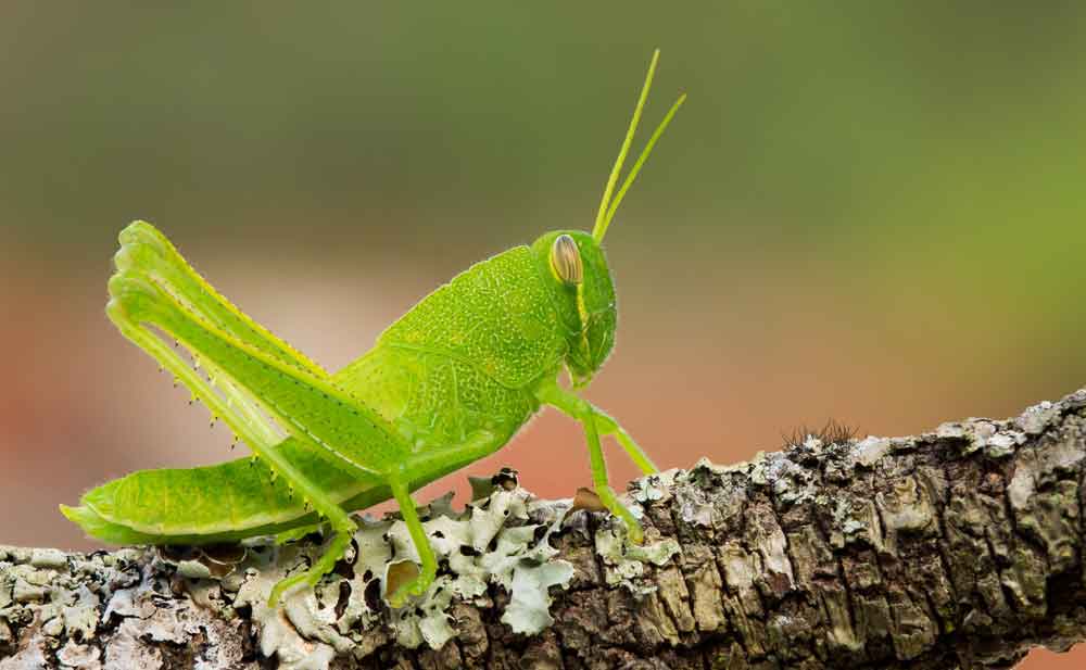 grasshopper totem and grasshopper meaning