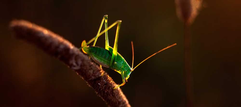 grasshopper totem meaning