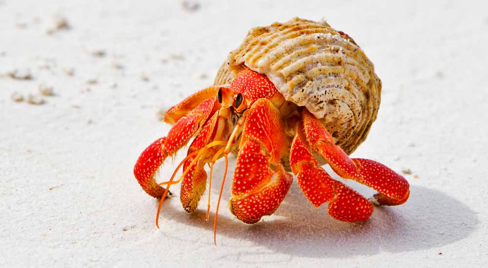 hermit crab meaning