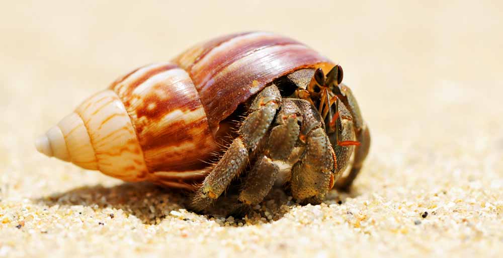 hermit crab meaning