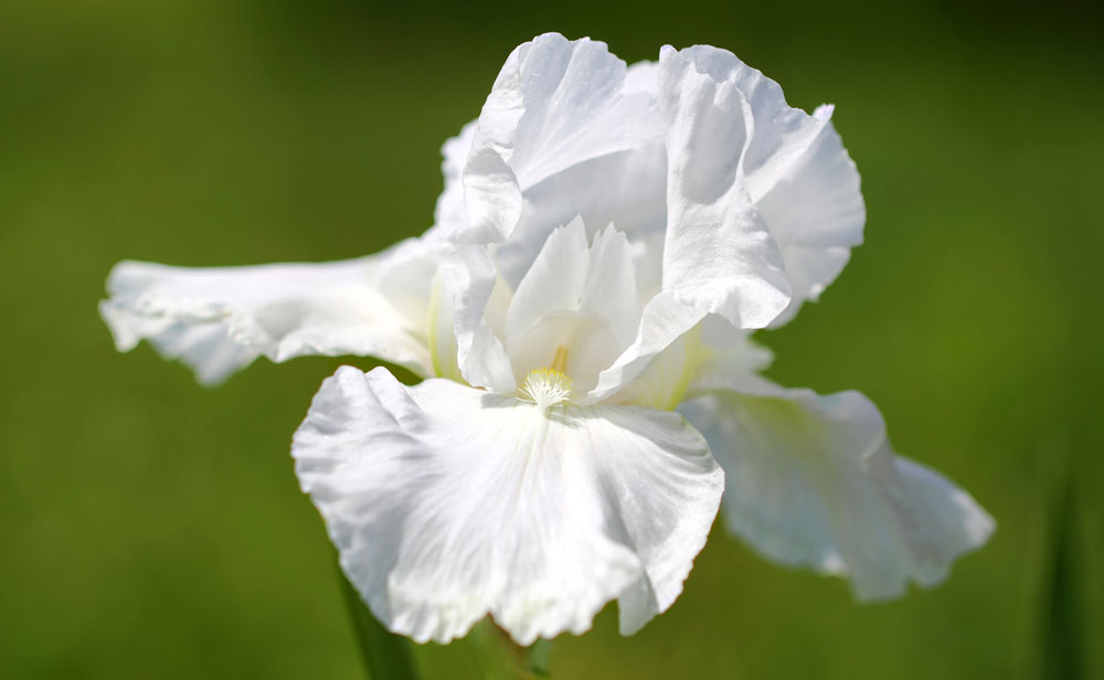 iris flower meanings