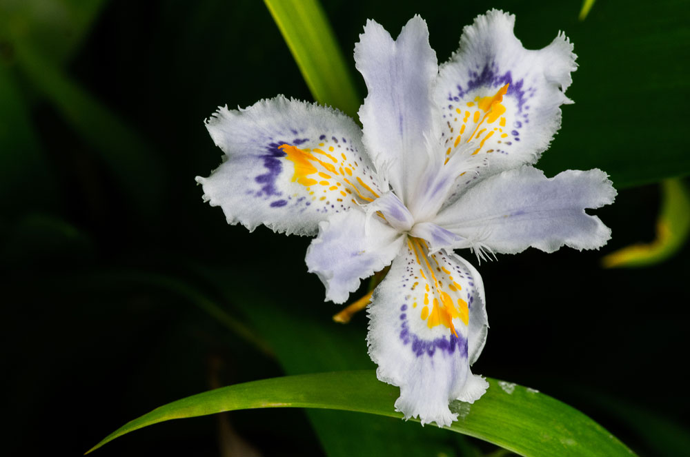 iris flower meanings