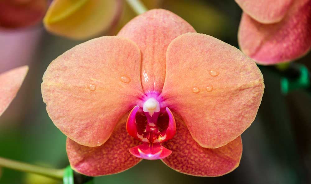 Flower meanings and orchid meanings
