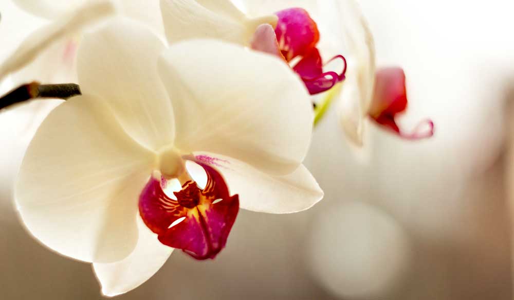 Flower meanings and orchid meanings