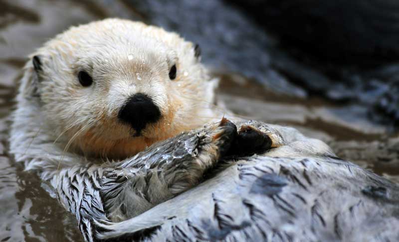 symbolic otter meaning