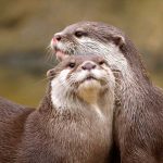 symbolic otter meaning