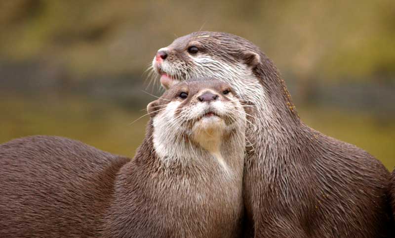 Animal Symbolism Otter Meanings on 