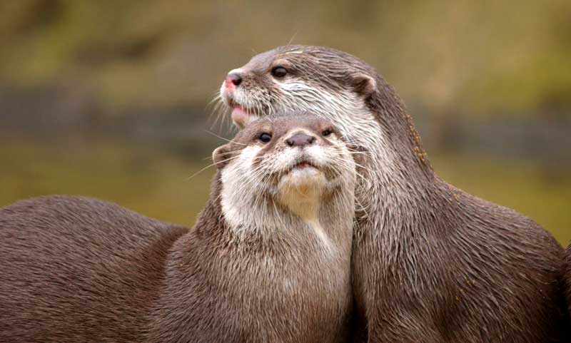 symbolic otter meaning