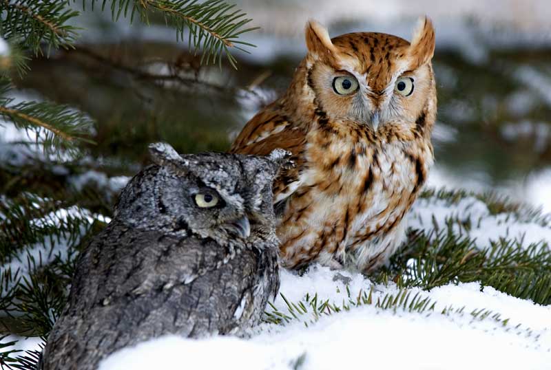 symbolic owl meaning
