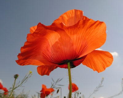 poppy memorial symbol