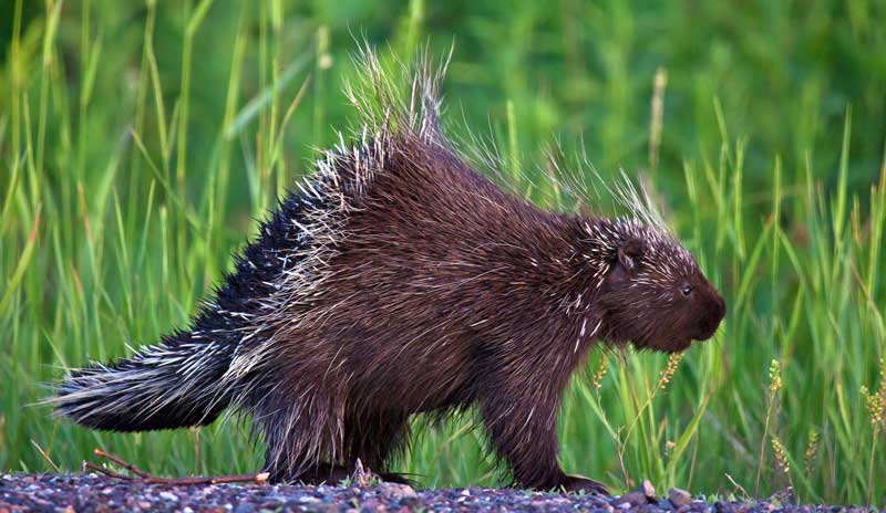 symbolic porcupine meaning