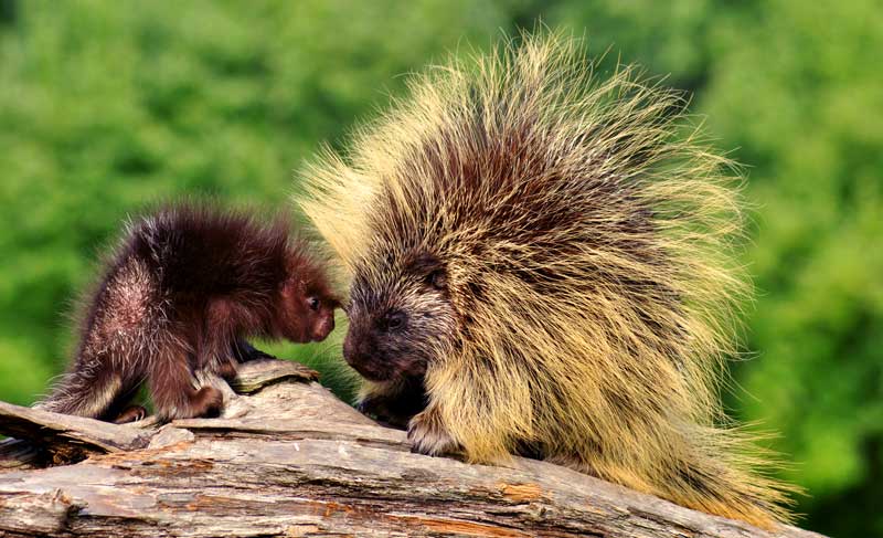 symbolic porcupine meaning