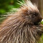 symbolic porcupine meaning