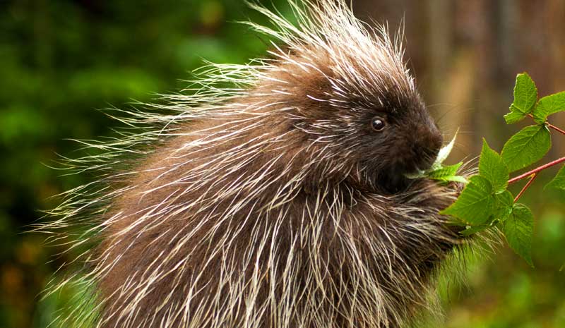 Animal Symbolism Porcupine Meaning