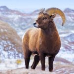 symbolic ram meaning