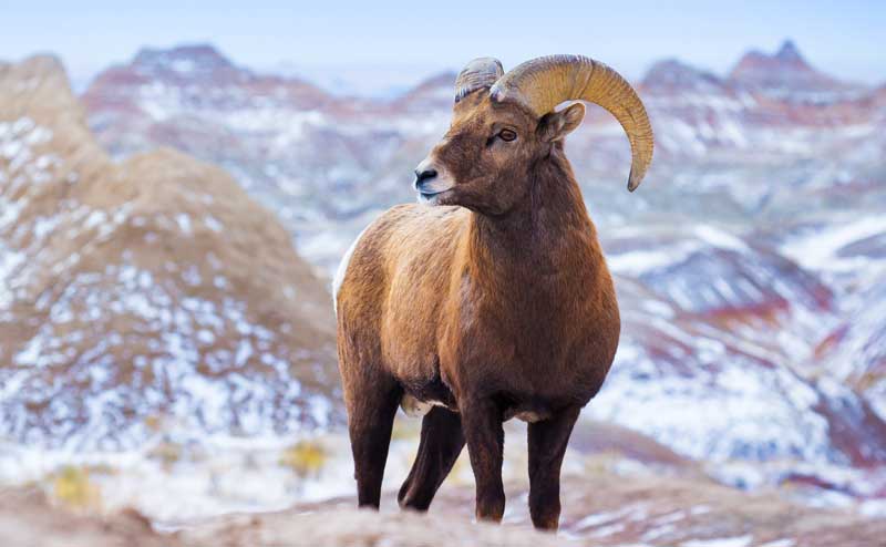 symbolic ram meaning