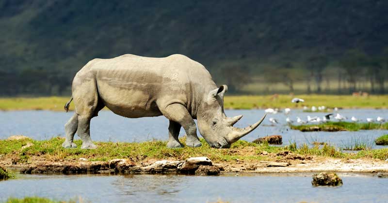Animal Symbolism: Rhinoceros Meaning on 