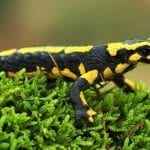 symbolic salamander meaning