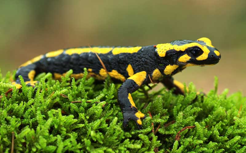 Animal Symbolism Salamander