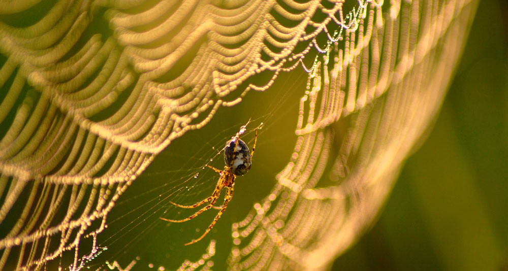 spider meaning and law of attraction