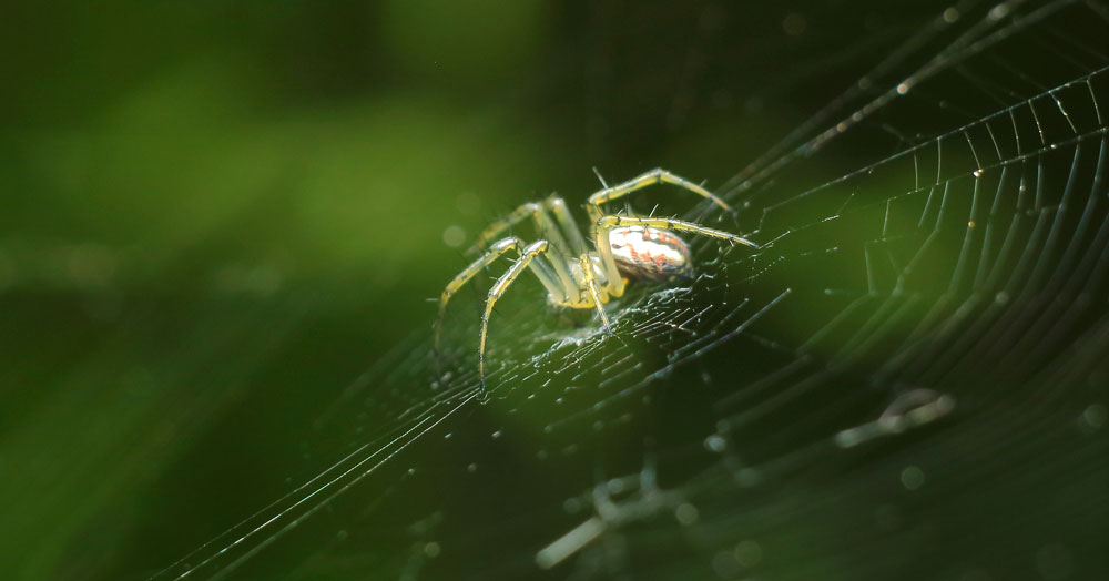 spider meaning and law of attraction