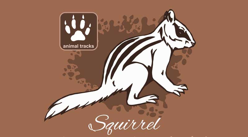 squirrel meaning squirrel track identification