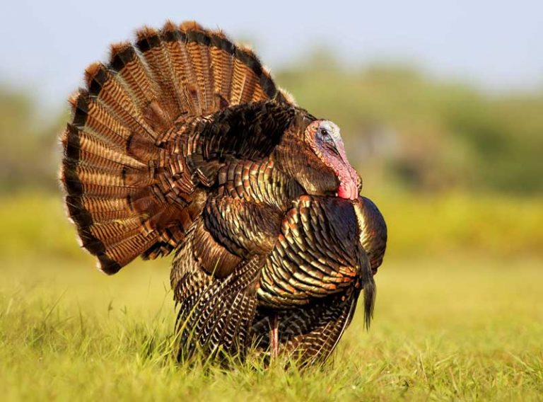 Animal Symbolism Turkey Meanings on