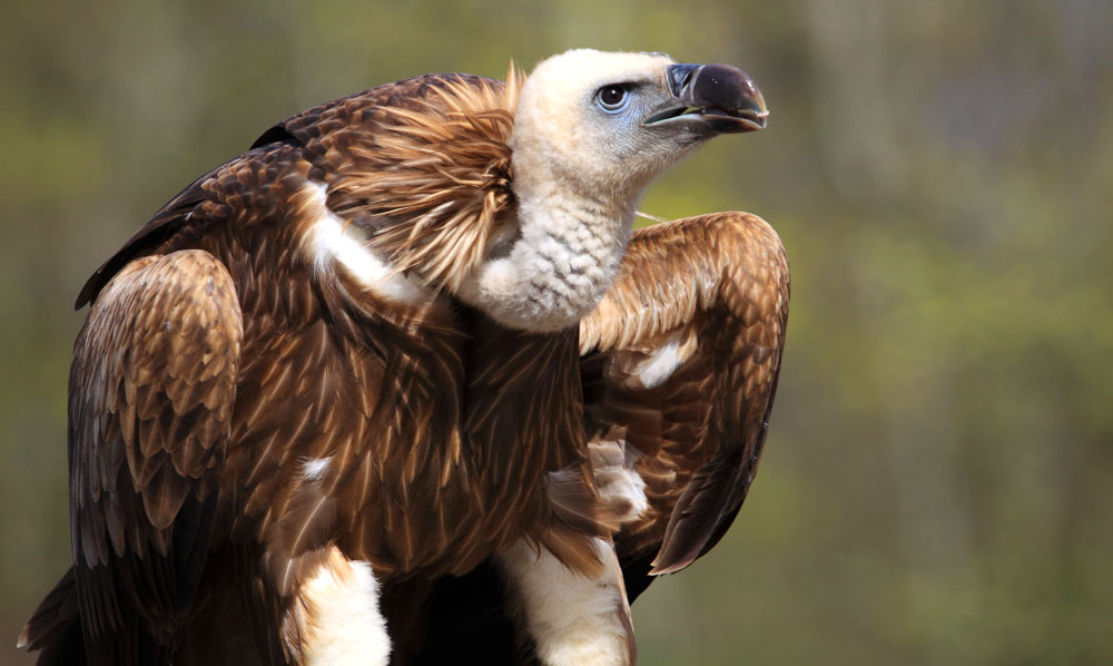 vulture meaning and law of attraction