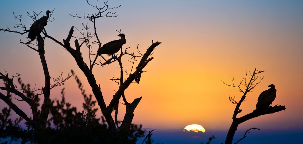 vulture meaning and law of attraction