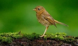celtic zodiac sign wren meaning