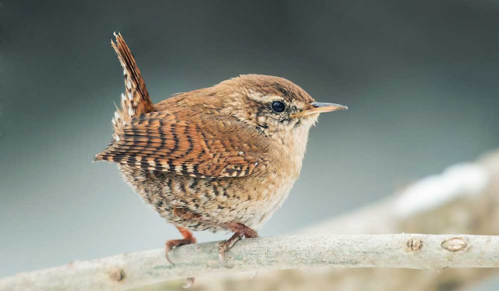 celtic zodiac sign wren meaning