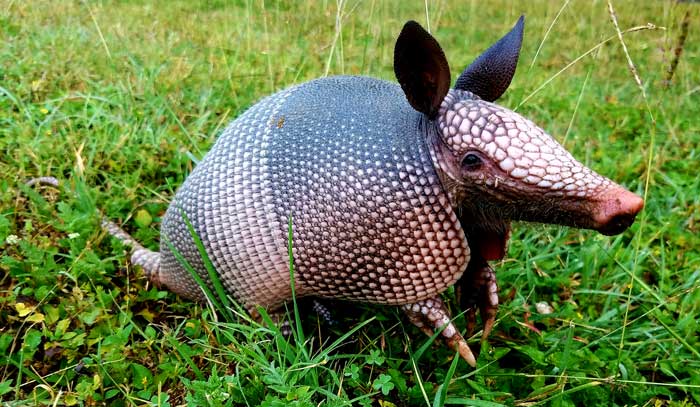 symbolic armadillo meaning