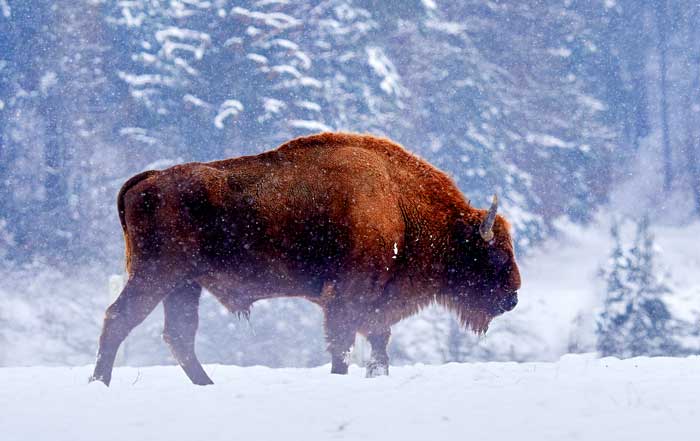 Buffalo totem and symbolic buffalo meaning