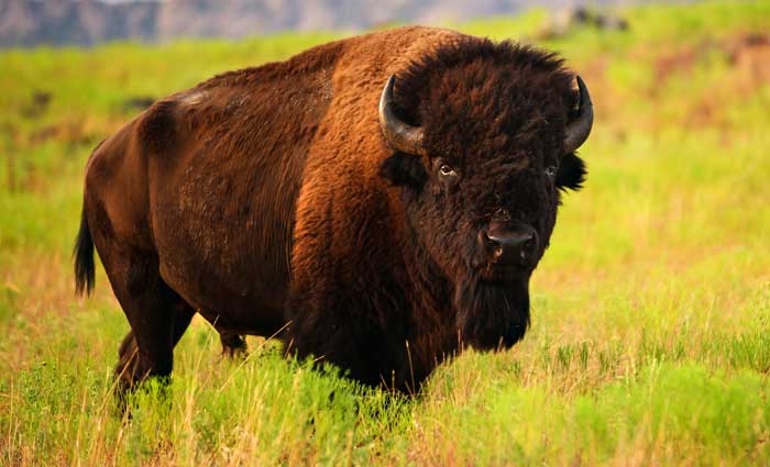 Væsen Feed på Scene Buffalo totem and symbolic buffalo meaning - Whats-Your-Sign.com