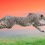 cheetah totem meaning and cheetah symbolism