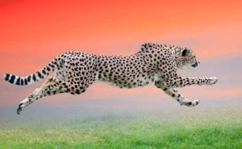 cheetah totem meaning and cheetah symbolism