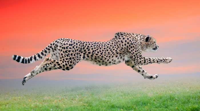 Symbolic Cheetah Characteristics